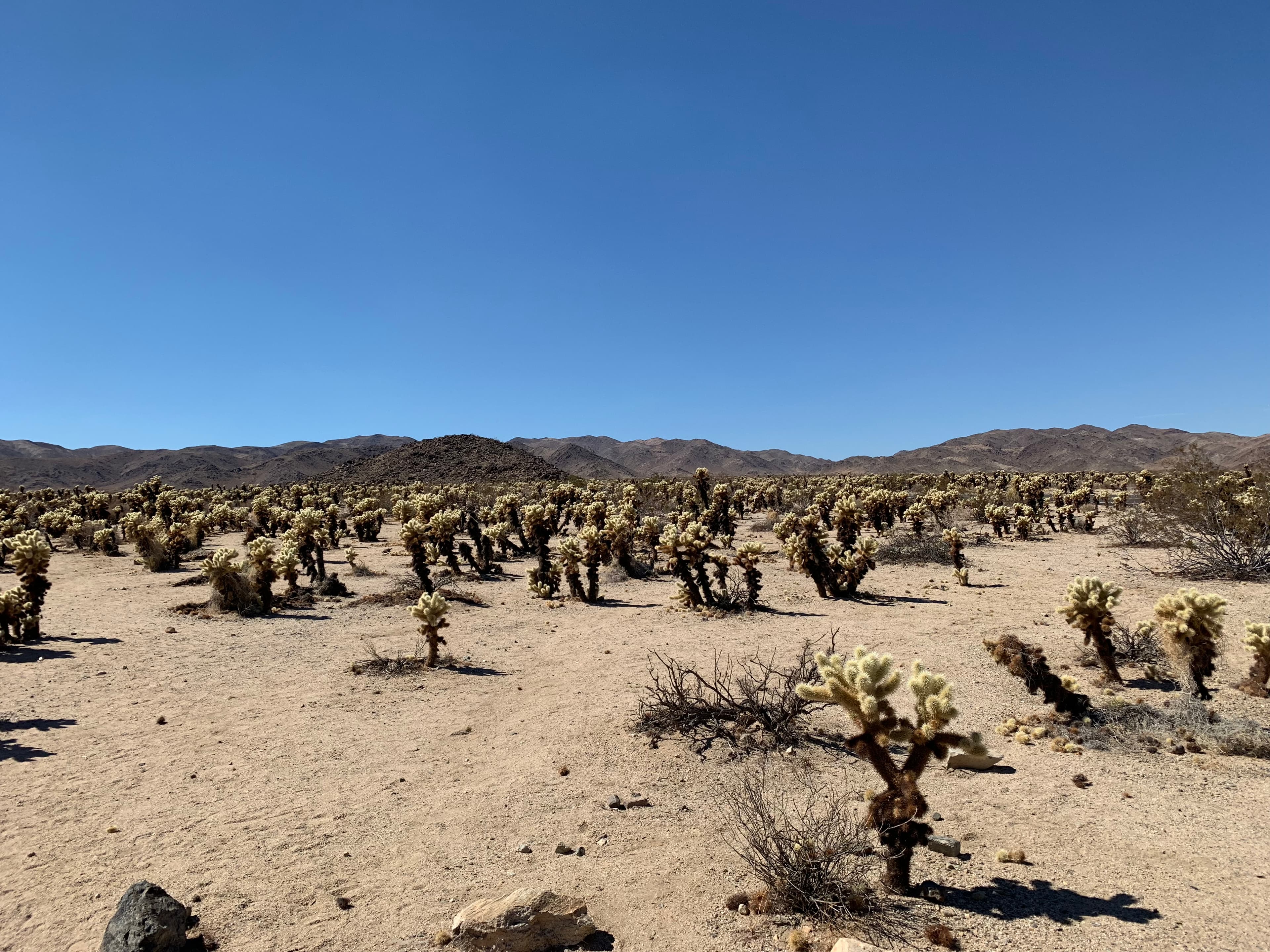 Joshua Tree National Park, California, United States